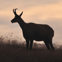 Chamois sur les crêtes du Lac Blanc